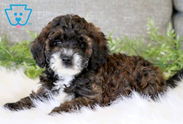 Max Cavapoo 1-001