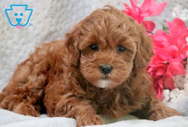 Megan Mini Goldendoodle 1-001
