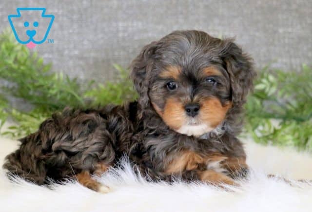 Meral Cavapoo 1-001