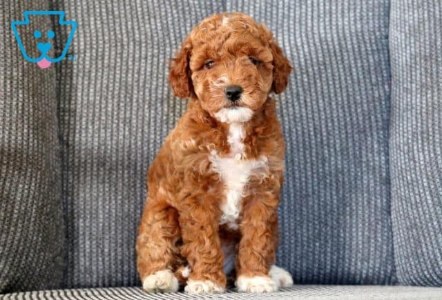Mindy Mini Goldendoodle 1-001