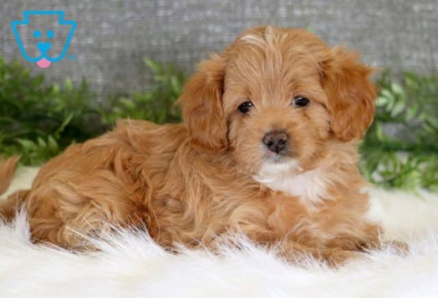 Mysha Cavapoo 1-001