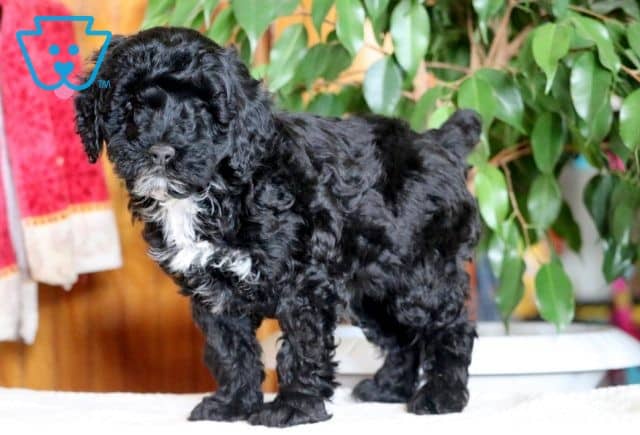 Nabisco Cockapoo 1-001