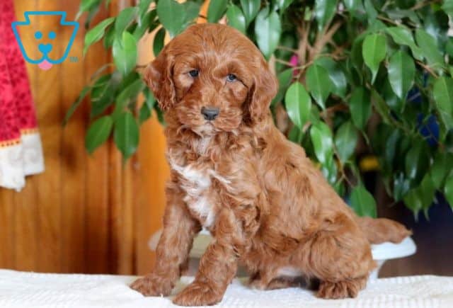 Nash Cockapoo 1-001
