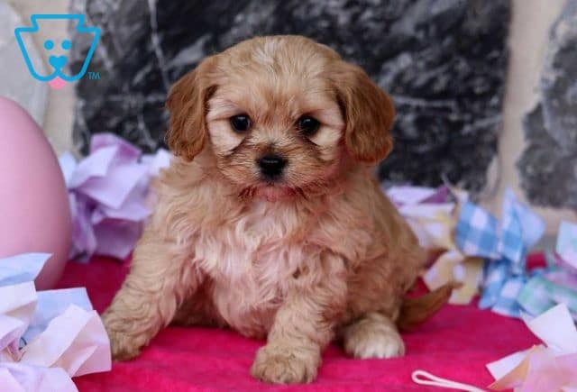 Navy Cavapoo