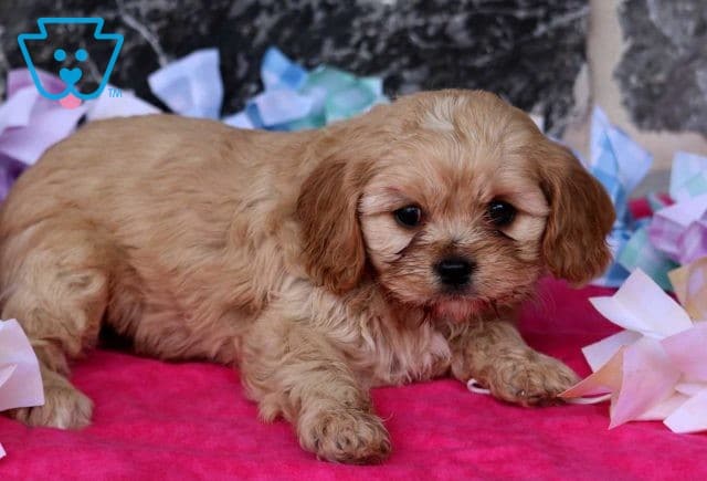 Navy Cavapoo2