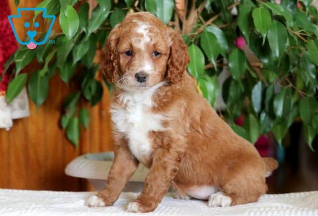 Nelly Cockapoo 1-001
