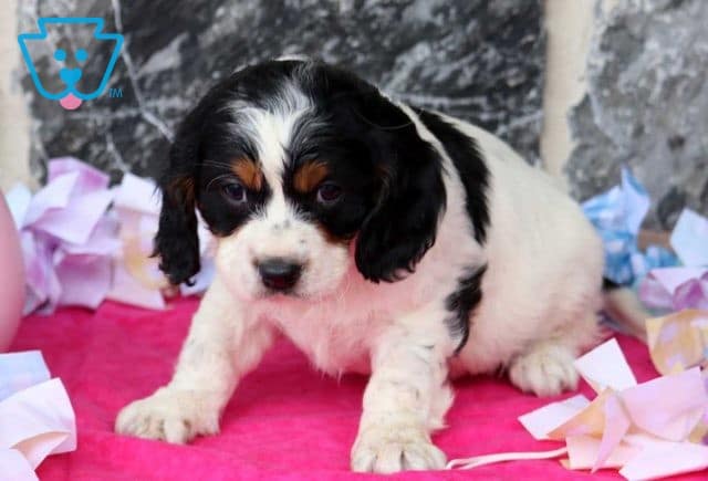 Nemo Cavapoo