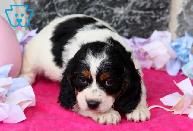 Nemo Cavapoo2