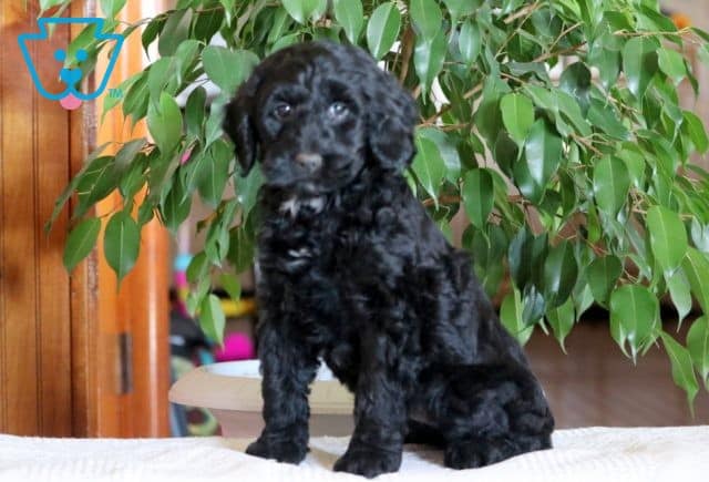 Newton Cockapoo 1-001