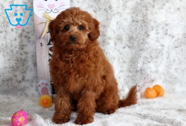 Nicholes Mini Poodle Retake