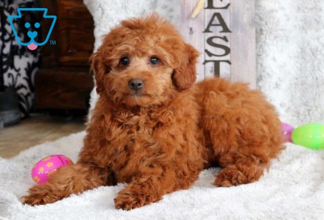 Nicholes Mini Poodle Retake2