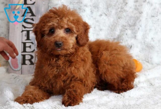 Nicholes Mini Poodle Retake3