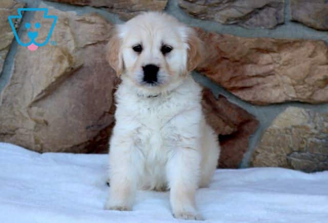 Paris Golden Retriever 1-001