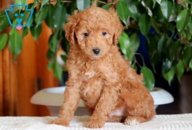 Pauly Mini Poodle 1-001