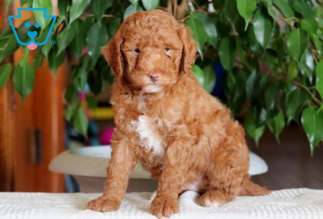 Paws Mini Poodle 1-001