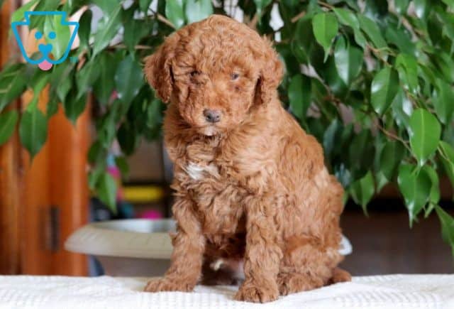 Peanut Mini Poodle 1-001