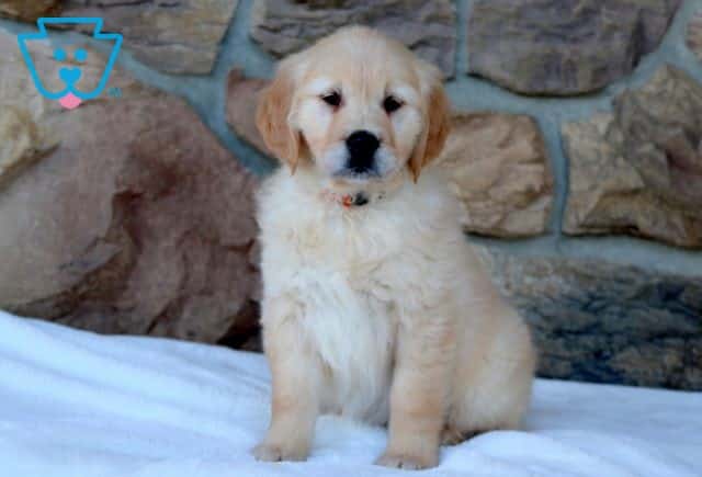 Penelope Golden Retriever 1-001