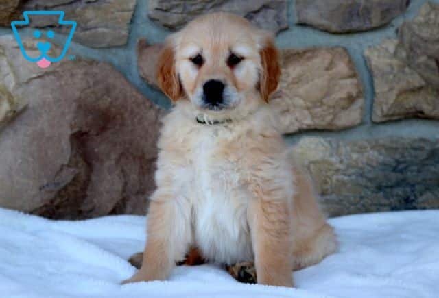 Penny Golden Retriever 1-001