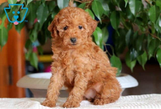 Pepsi Mini Poodle 1-001