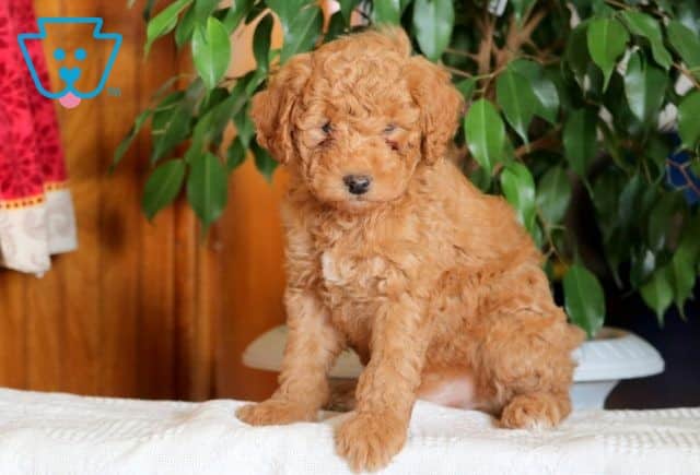 Phoenix Mini Poodle 1-001