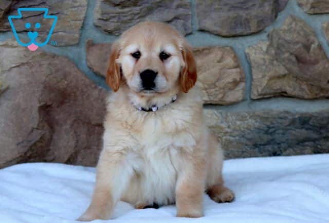 Pink Golden Retriever 1-001