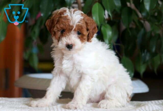 Pink Mini Poodle 1-001