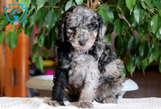 Pork Chop Mini Poodle 1-001
