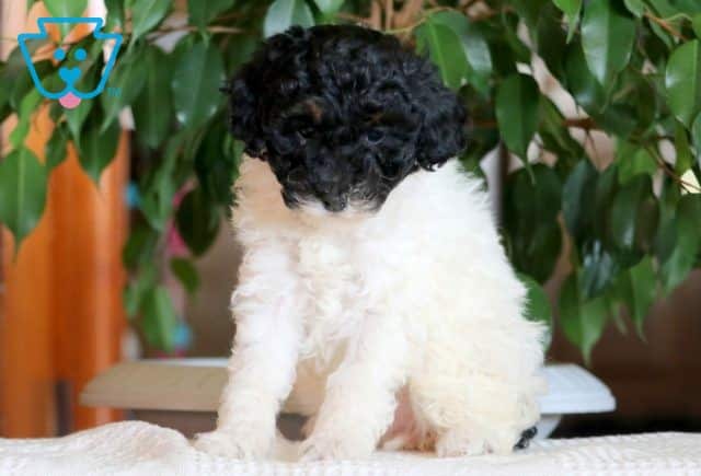 Porsha Mini Poodle 1-001