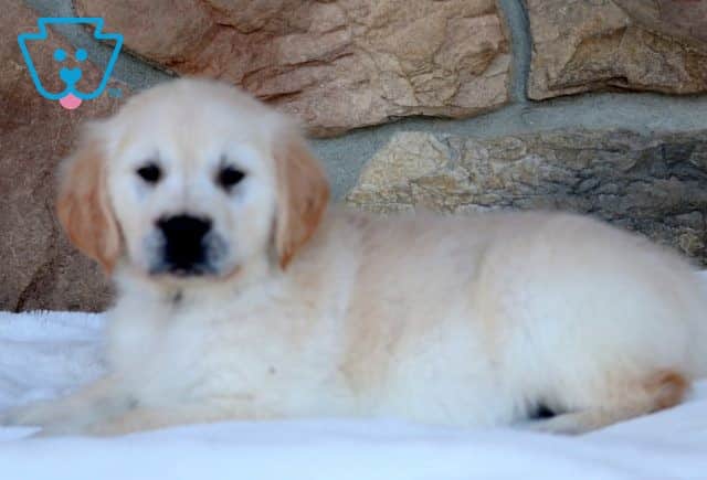 Puppers 2-001