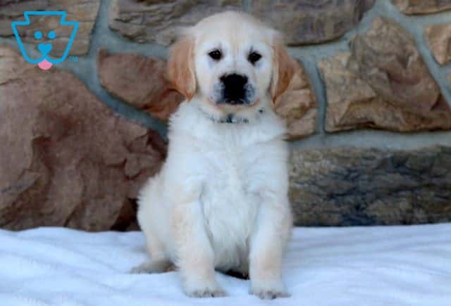 Puppers Golden Retriever 1-001