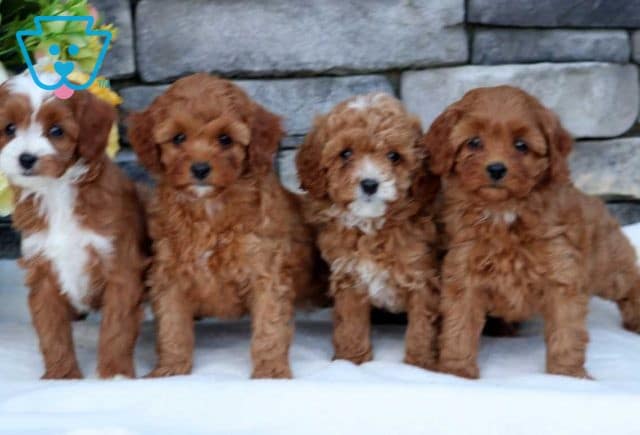 R Litter Cavapoo Group Reuben King
