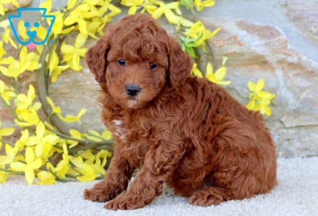 Ranger Mini Poodle 1-001