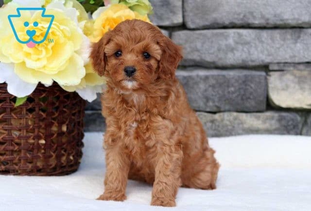 Raven Cavapoo