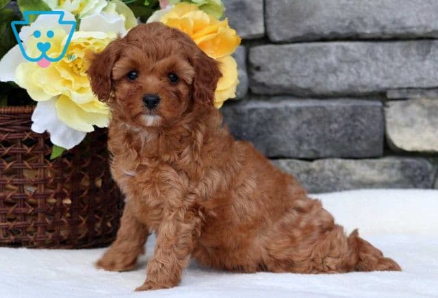 Raven Cavapoo2