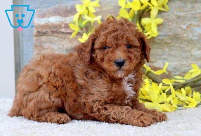 Reggie Mini Poodle 1-001