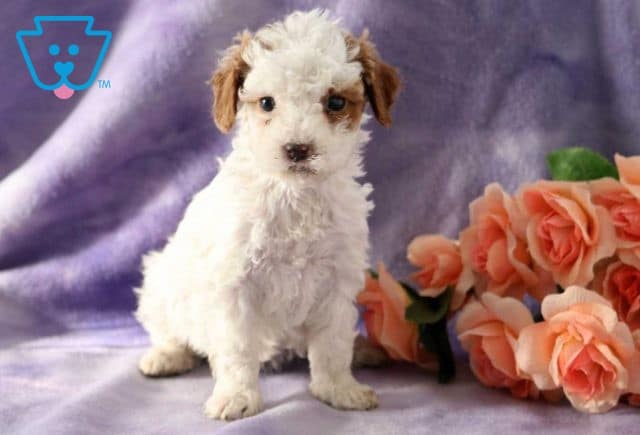 Renee Cockapoo