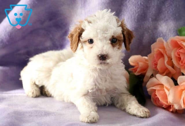 Renee Cockapoo2