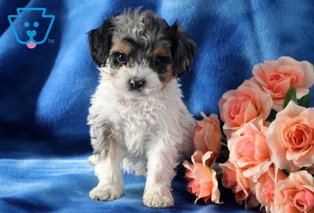 Riggs Cockapoo