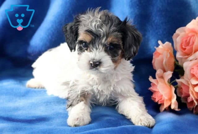 Riggs Cockapoo2