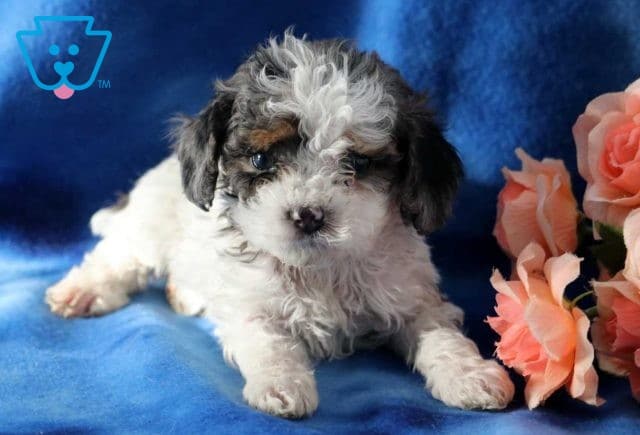 Rino Cockapoo2