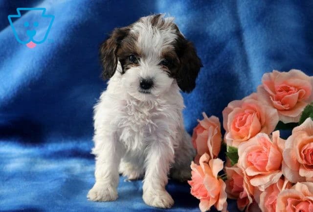 Robbie Cockapoo