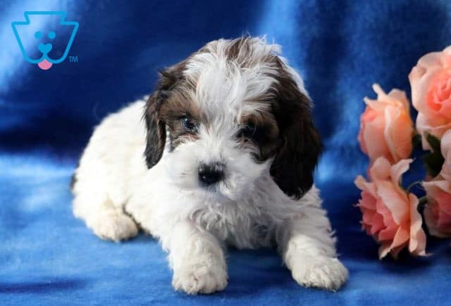 Robbie Cockapoo2