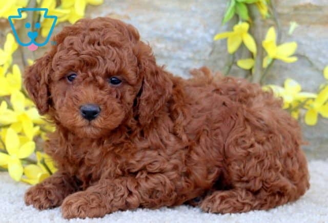 Rolo 2-001