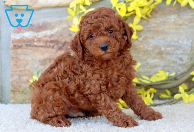 Rolo Mini Poodle 1-001