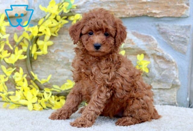 Rosie Mini Poodle 1-001