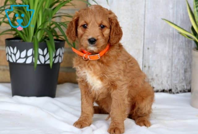Scott Mini Goldendoodle 1-001