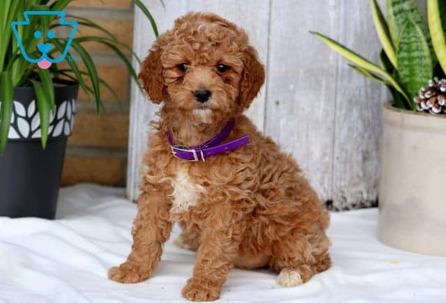 Serena Mini Goldendoodle 1-001