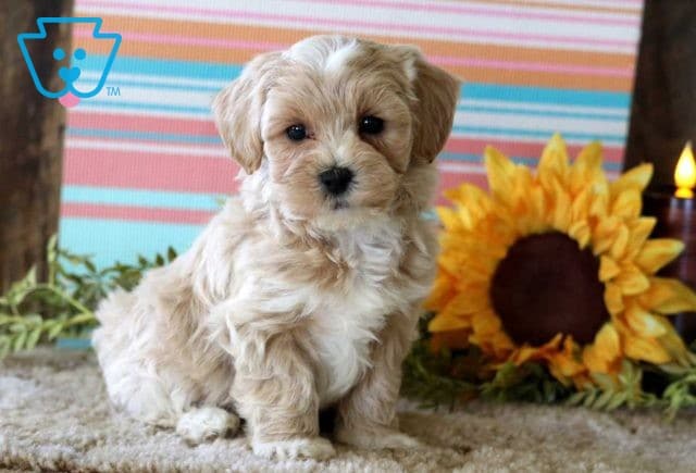 Shadow Maltipoo