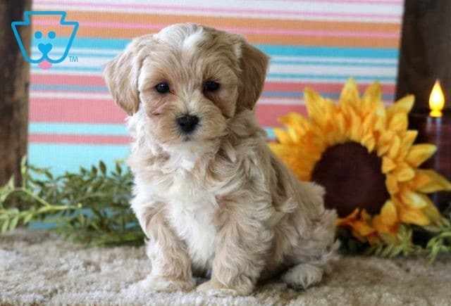 Shadow Maltipoo2