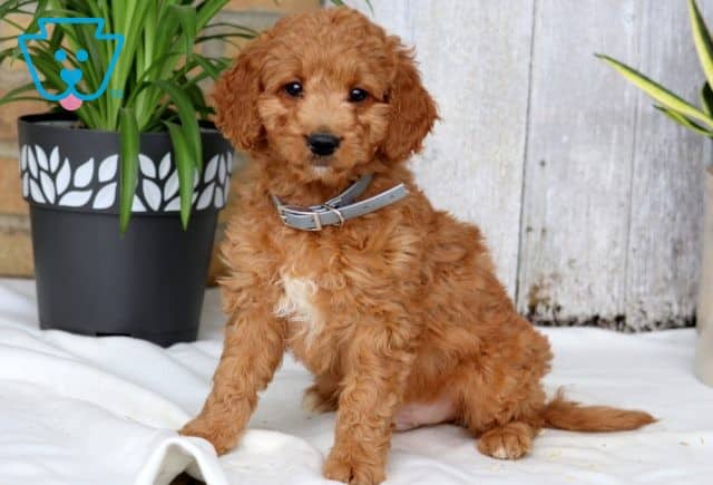 Skippy Mini Goldendoodle 1-001